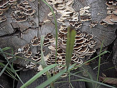 fungi on a tree