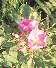 prairie rose